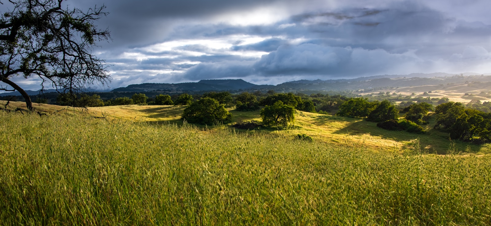 a field with a tree and mountains in the background